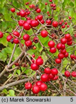 Viburnum wrightii (kalina Wrighta)