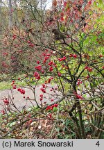 Viburnum wrightii (kalina Wrighta)