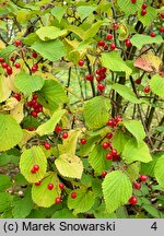 Viburnum betulifolium (kalina brzozolistna)