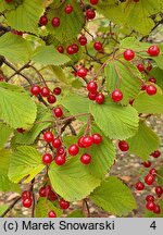 Viburnum betulifolium (kalina brzozolistna)