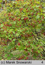 Viburnum betulifolium (kalina brzozolistna)