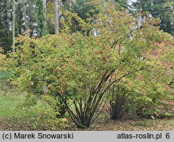 Viburnum betulifolium (kalina brzozolistna)