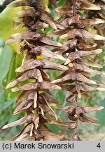 Pterocarya stenoptera (skrzydłorzech chiński)