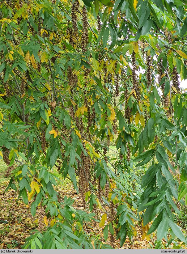 Pterocarya stenoptera (skrzydłorzech chiński)