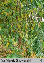 Pterocarya stenoptera (skrzydłorzech chiński)