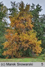 Liriodendron tulipifera (tulipanowiec amerykański)