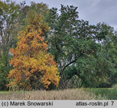 Liriodendron tulipifera (tulipanowiec amerykański)