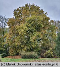 Platanus ×hispanica (platan klonolistny)