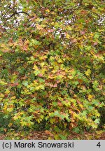 Platanus ×hispanica (platan klonolistny)