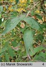 Dipelta ventricosa (dwutarczka brzuchata)