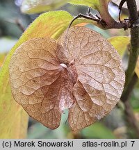 Dipelta ventricosa (dwutarczka brzuchata)