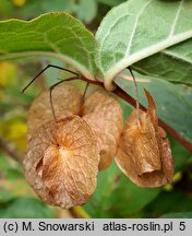 Dipelta ventricosa (dwutarczka brzuchata)