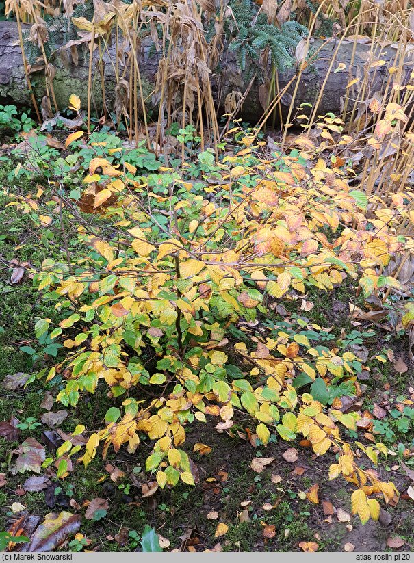 Corylopsis pauciflora (leszczynowiec skąpokwiatowy)