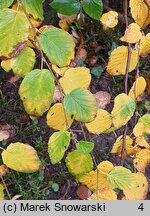 Corylopsis pauciflora (leszczynowiec skąpokwiatowy)