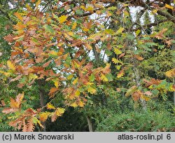 Quercus frainetto (dąb węgierski)