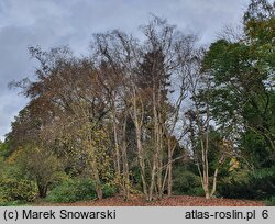 Betula alleghaniensis (brzoza żółta)