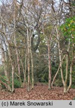 Betula alleghaniensis (brzoza żółta)