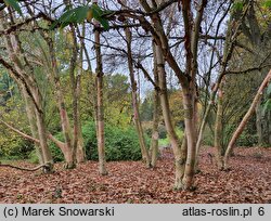 Betula alleghaniensis (brzoza żółta)