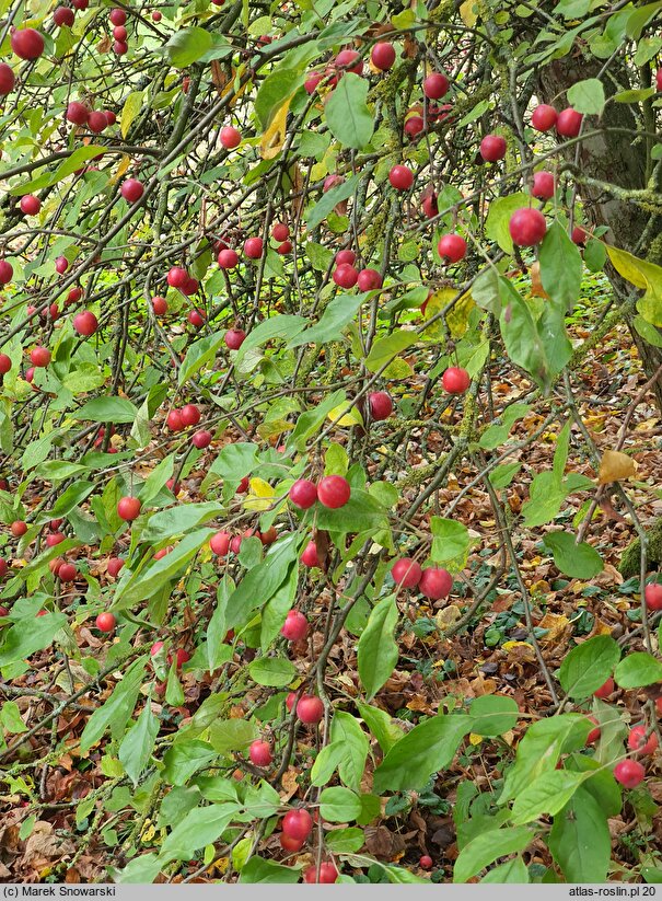 Malus pumila (jabłoń niska)