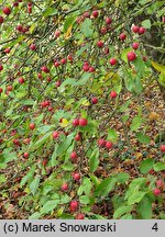 Malus pumila (jabłoń niska)