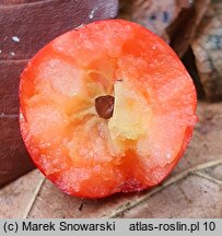 Malus pumila (jabłoń niska)