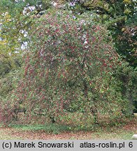 Malus pumila (jabłoń niska)