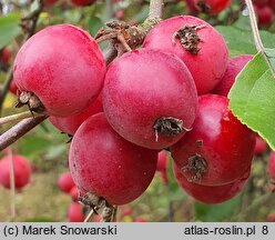 Malus pumila (jabłoń niska)