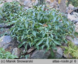 Helleborus argutifolius (ciemiernik korsykański)