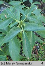 Helleborus argutifolius (ciemiernik korsykański)