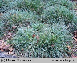 Sesleria caerulea (sesleria błotna)