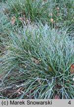 Sesleria caerulea (sesleria błotna)