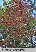 Quercus palustris (dąb błotny)