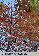 Quercus palustris (dąb błotny)