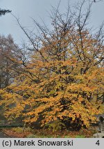 Parrotia persica (parrocja perska)