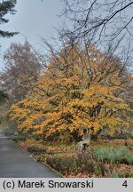 Parrotia persica (parrocja perska)