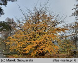 Parrotia persica (parrocja perska)