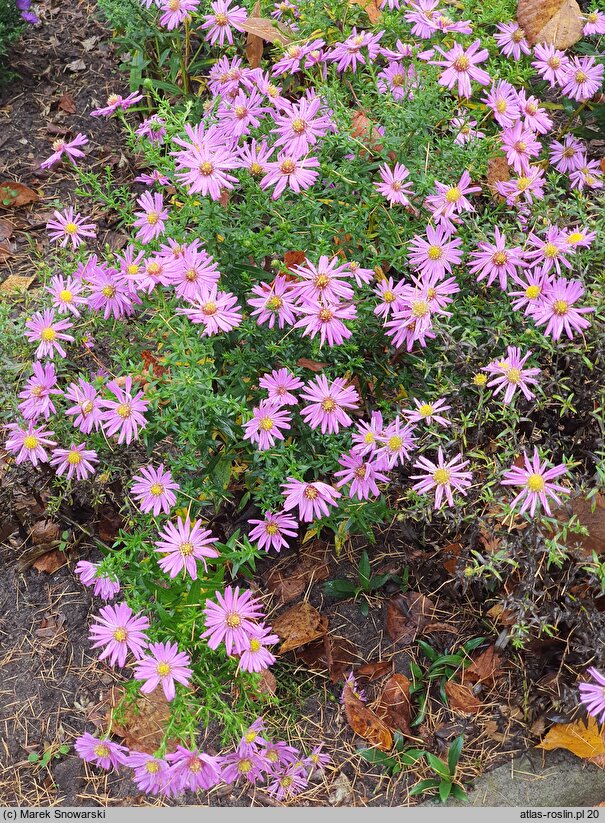 Symphyotrichum dumosum Herbstgruss vom Bresserhof