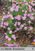 Symphyotrichum dumosum Herbstgruss vom Bresserhof