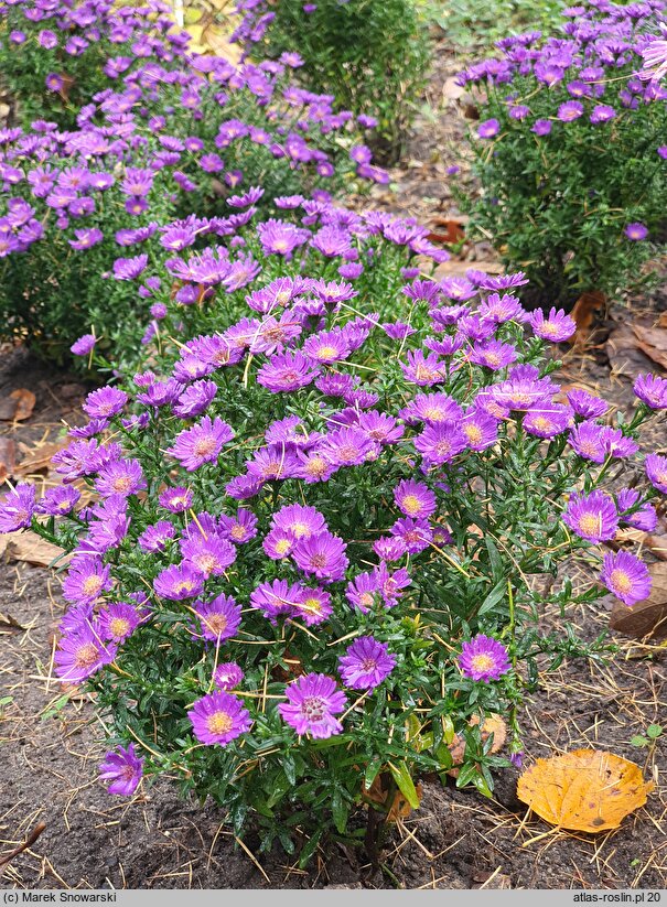 Symphyotrichum novi-belgii Believer Purple