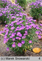 Symphyotrichum novi-belgii Believer Purple