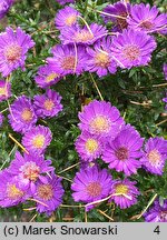 Symphyotrichum novi-belgii Believer Purple