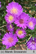 Symphyotrichum novi-belgii Believer Purple