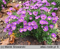 Symphyotrichum novi-belgii Believer Purple