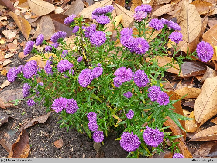 Symphyotrichum novi-belgii Henry I Purple