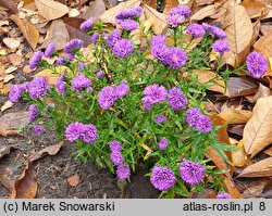 Symphyotrichum novi-belgii Henry I Purple