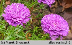 Symphyotrichum novi-belgii Henry I Purple