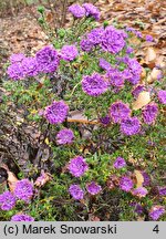 Symphyotrichum novi-belgii Henry I Purple