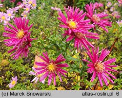 Symphyotrichum dumosum Marjorie