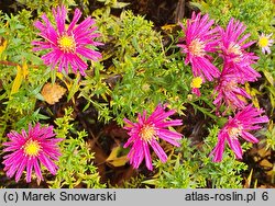 Symphyotrichum dumosum Marjorie