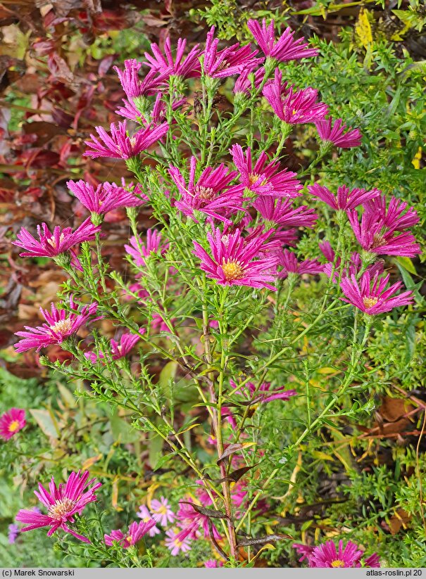 Symphyotrichum dumosum Marjorie